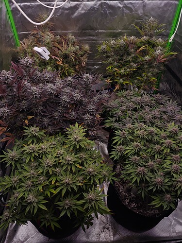 Growreport Bild 25