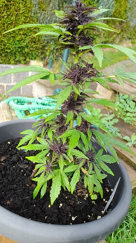 Growreport Bild 5