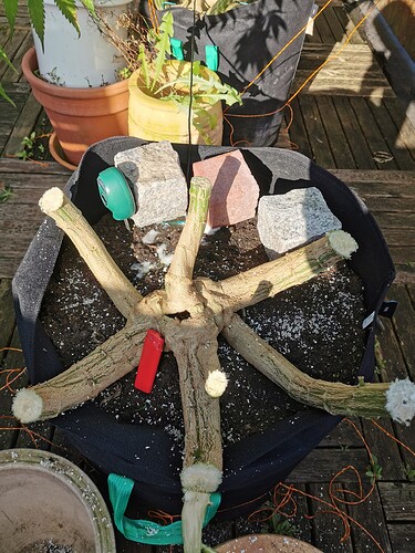 Growreport Bild 7
