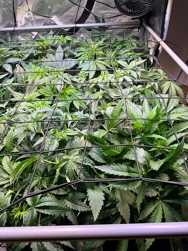 Growreport Bild 1