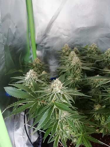 Growreport Bild 5