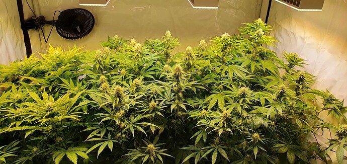 Growreport Bild 2