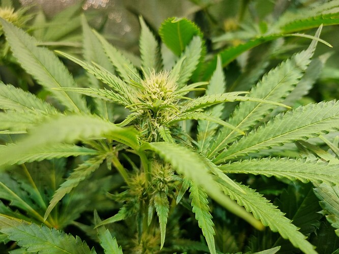 Nahaufnahme einer jungen Cannabis-Pflanze in der Blütephase mit mehreren sich entwickelnden Blütenständen und breiten, gezackten Blättern.