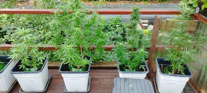 Growreport Bild 2