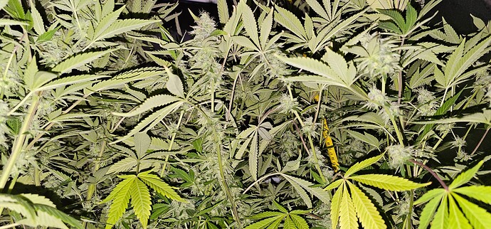 Growreport Bild 12