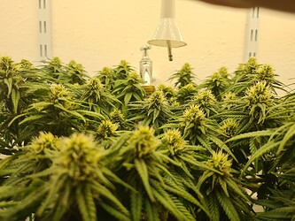 Growreport Bild 87