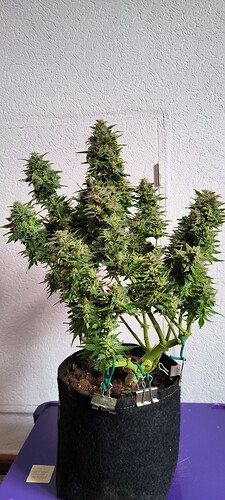 Growreport Bild 23