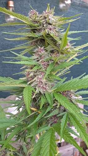 Growreport Bild 6