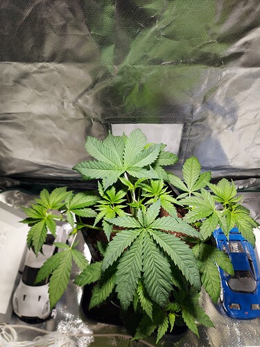 Growreport Bild 1