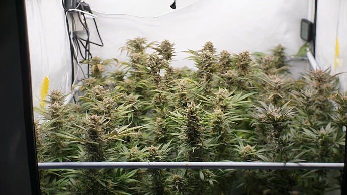 Growreport Bild 1