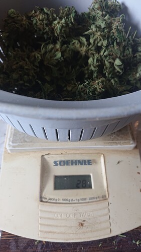 Growreport Bild 38