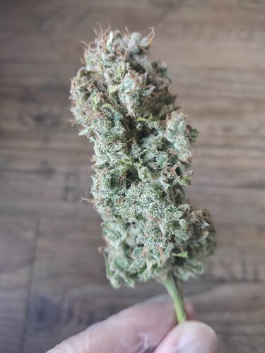 Growreport Bild 12