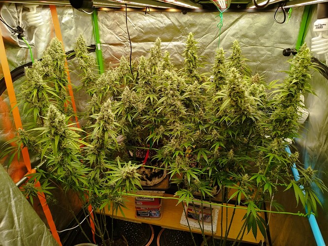 Mehrere blühende Cannabispflanzen in einem Growzelt, die dicht mit Blüten bedeckt sind.
