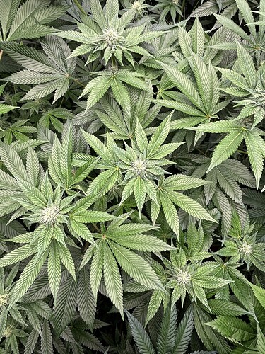 Growreport Bild 19