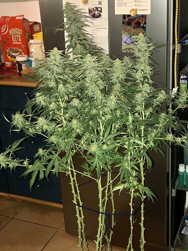 Growreport Bild 15