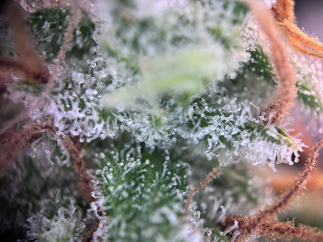 Growreport Bild 28