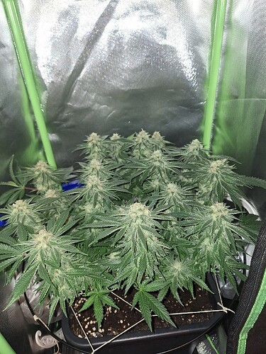 Growreport Bild 1