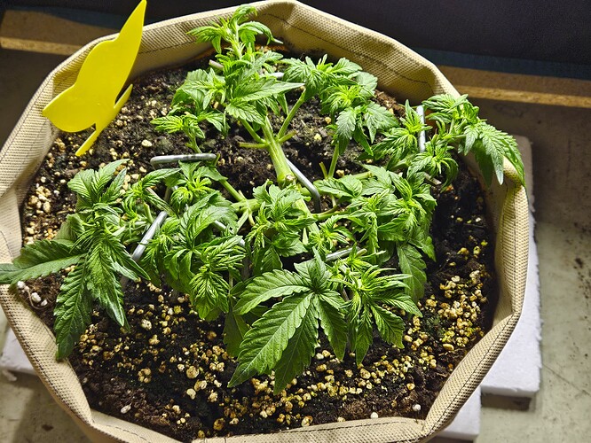 Growreport Bild 46