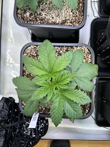 Growreport Bild 26