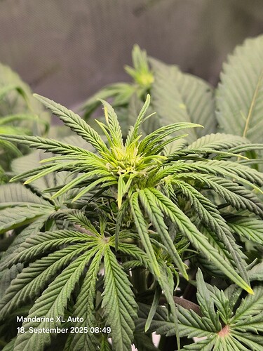 Growreport Bild 31