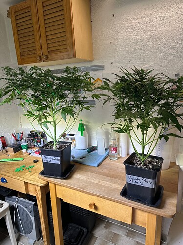 Growreport Bild 45