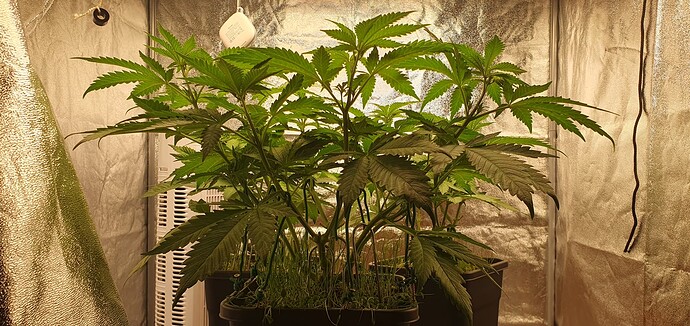 Growreport Bild 2