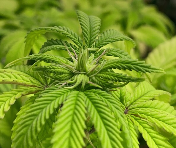 Growreport Bild 5
