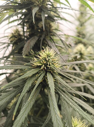Growreport Bild 33