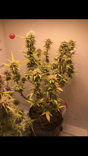 Growreport Bild 32
