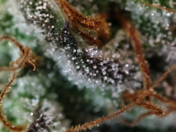 Growreport Bild 91