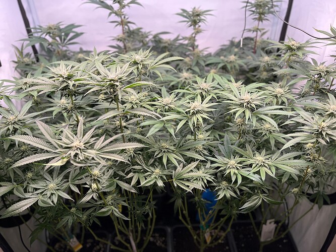 Growreport Bild 4