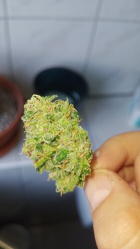 Growreport Bild 9