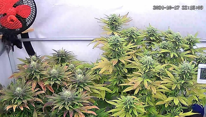 Screenshot_20241017_221520_iCam365