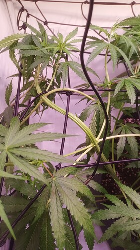 Growreport Bild 9