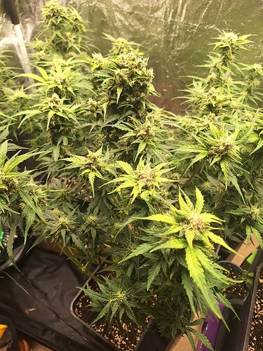 Growreport Bild 10