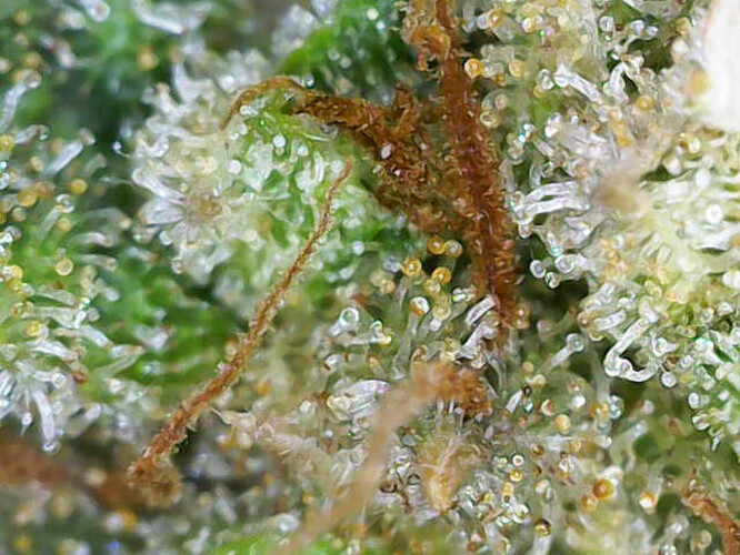Growreport Bild 3