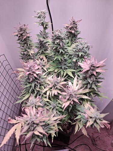 Growreport Bild 30