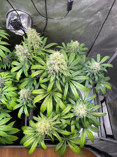 Growreport Bild 8