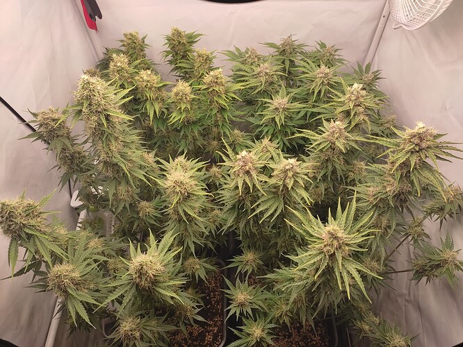 Growreport Bild 2
