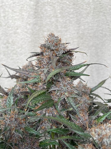 Growreport Bild 12