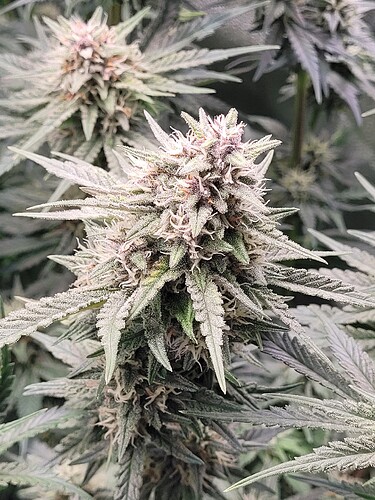 Growreport Bild 29