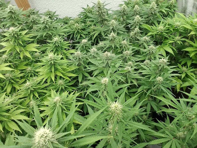 Growreport Bild 4