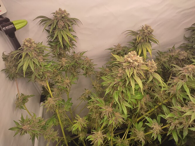 Growreport Bild 51