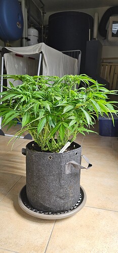 Growreport Bild 19
