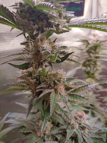 Growreport Bild 9