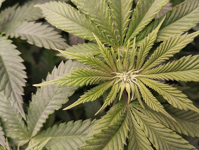 IMG_20250119_193315 - Kopie