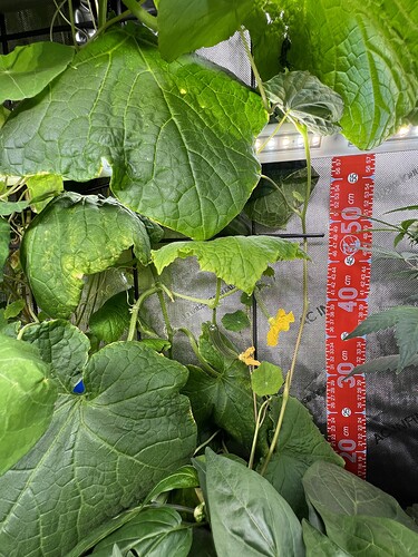Growreport Bild 7