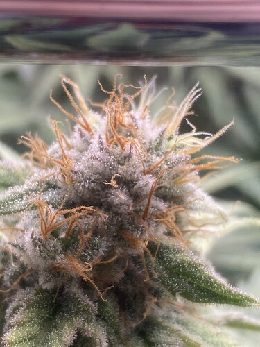 Growreport Bild 5