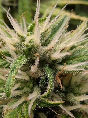 Growreport Bild 2