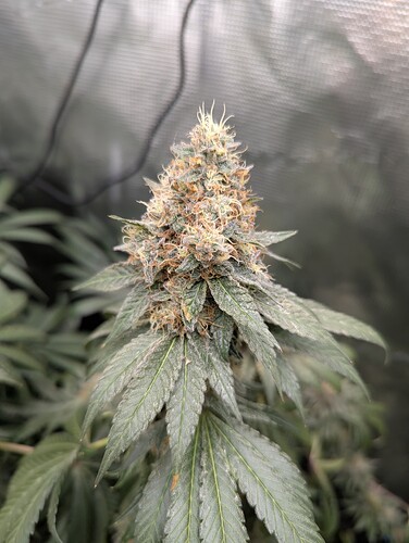 Growreport Bild 4